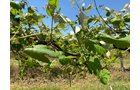 Concord Grapes in Van Buren County, Michigan farmland - LAND AUCTION - 194+/- ACRES OFFERED IN 5 TRACTS IN VAN BUREN COUNTY, MICHIGAN